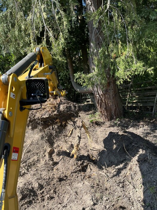 Grävmaskin vid arbete med att frilägga stora rötter i en trädgård.