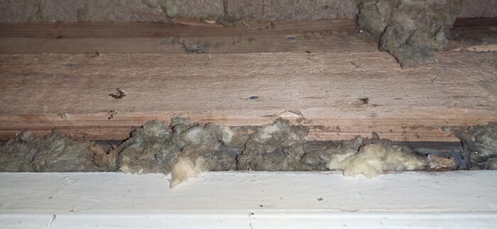 Skada på träsyll i källare med synliga tecken på mögel och röta, isoleringsmaterial syns också.