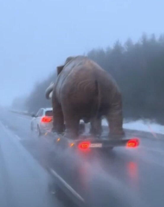 Stor elefantstaty på släp bakom bil på dimmig väg, diskussion om lastsäkring och vikt.