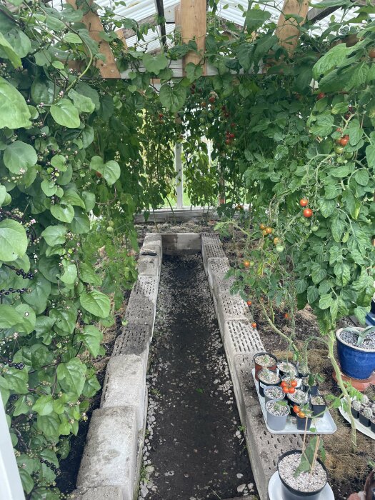 Växthus med frodig grönska och en nedsänkt gång mellan odlingsbäddar, tomater och växter mognar.