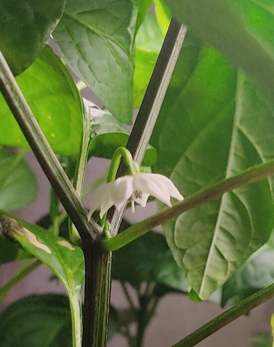 Chiliplanta med en vit blomma och gröna blad i förgrunden.