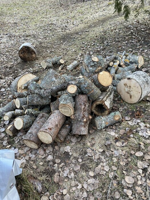 Hög av okluvna vedstockar på marken med löv och barr, indikerar pågående vedkapning.