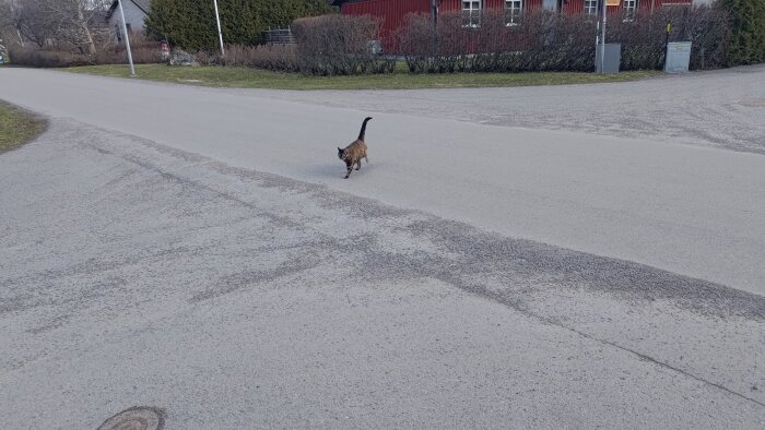 Katt går över en gata med bestämda steg, ingen skada på bilar syns.