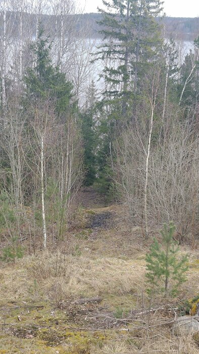 Stig genom skogen med lövträd och barrträd som leder ned mot en sjö.