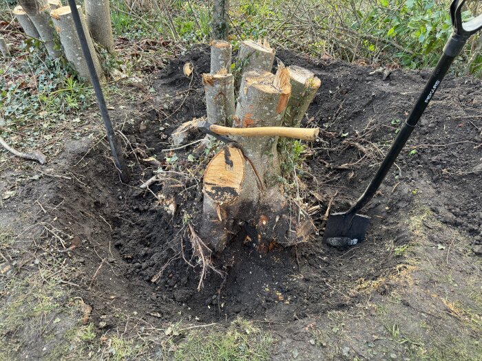 Trädrot delvis uppgrävd med en spade och kofot intill, i en trädgård.