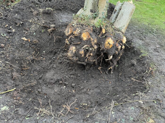 En stor trädrot som har grävts upp ur svart jord utan användning av minigrävare.
