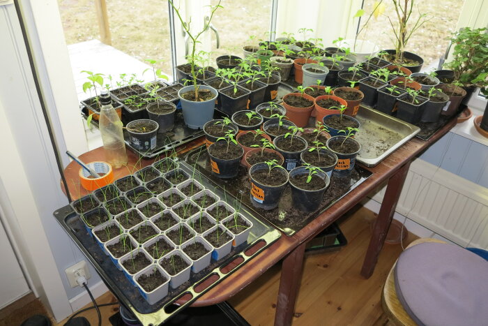 Odling av tomater inomhus med flera krukor och plantor på ett bord framför ett fönster.