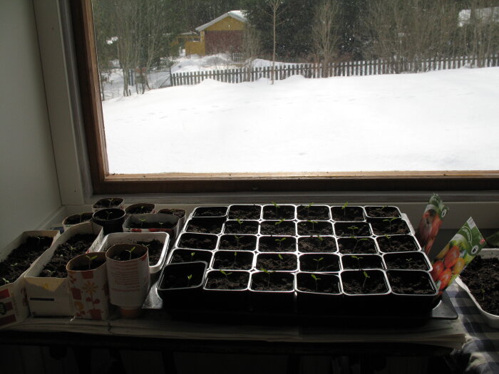 Tomatplantor i små krukor inne vid ett fönster med snötäckt trädgård i bakgrunden.