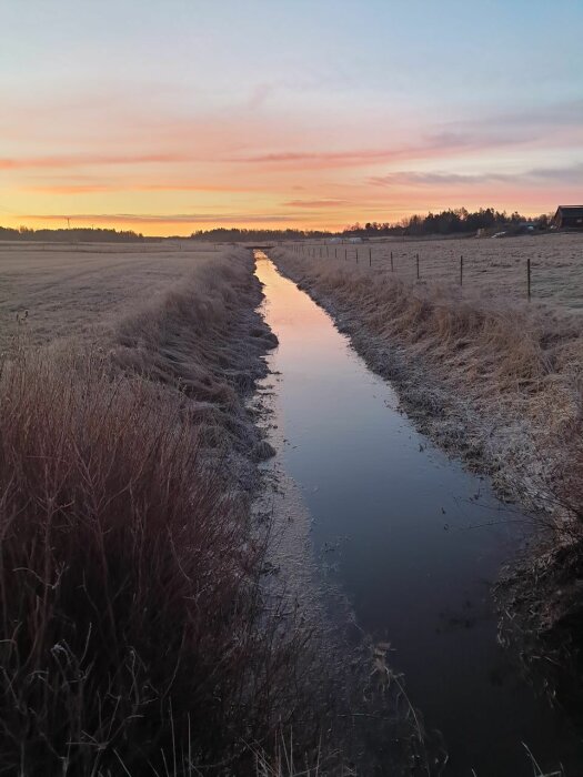 Soluppgång över en frusen åker med en smal vattendrag och frostiga grässtrån.