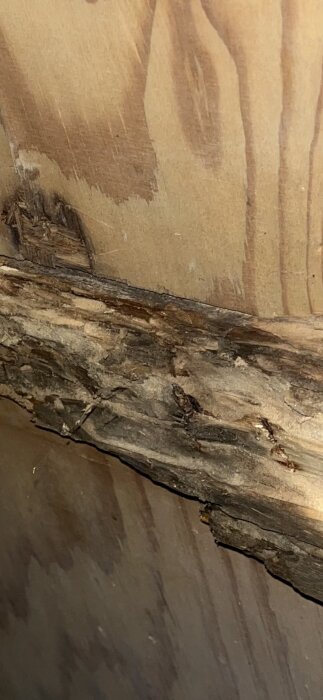 Rötskadad träsyll med synliga skador och bortfallande material, tecken på allvarlig fuktskada och mögelpåverkan.