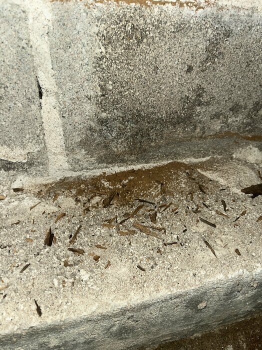 Mörkbrunt pulver och små träspån längs en murad stenvägg och cementfog, tecken på eventuell rötskada eller svampangrepp.