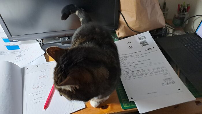 Katt sitter på skrivbord bland studiematerial, block och dator.