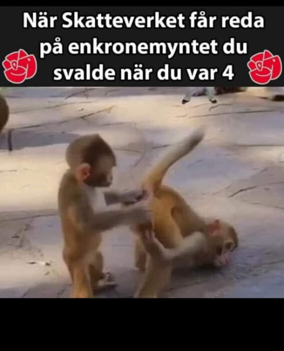 Två apor brottas, en står och den andra är på rygg på marken.