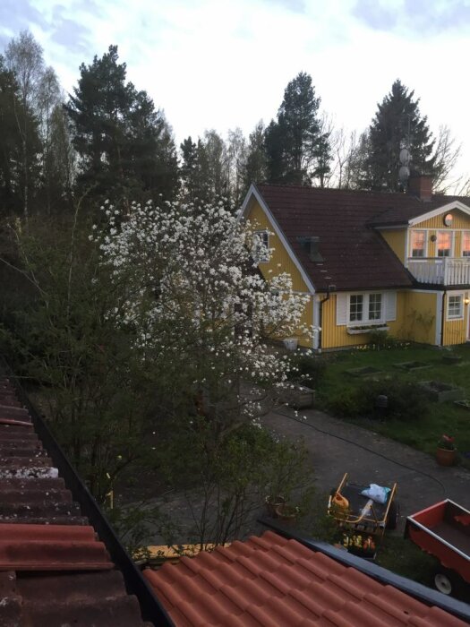 Vy över en trädgård vid skymning med ett blommande träd i förgrunden och ett gult hus i bakgrunden.