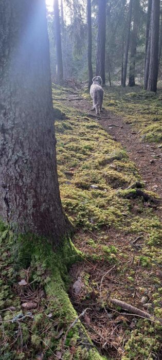 Hund går på skogsstig mellan tallar och grönt mossa, soligt landskap med skuggor.