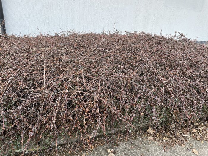 Snårig låg buske med bruna grenar framför ett hus, undanfrågad för identifiering och rötternas djup.