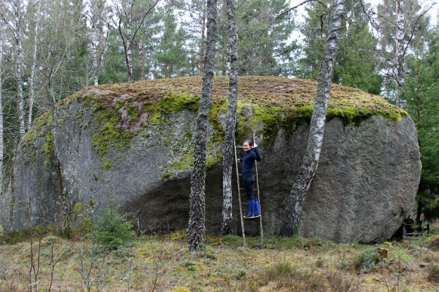 Person står på stege lutad mot en stor mossbeklädd sten omgiven av skog.