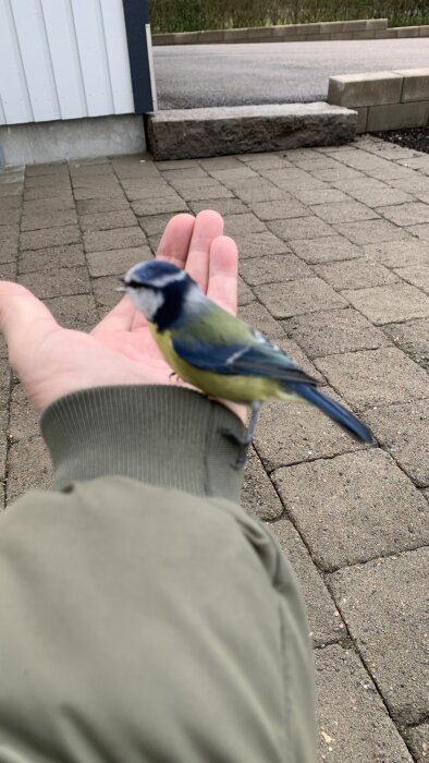 En blåmes sitter på en person hand mot en suddig bakgrund av stenläggning och en vit byggnad.