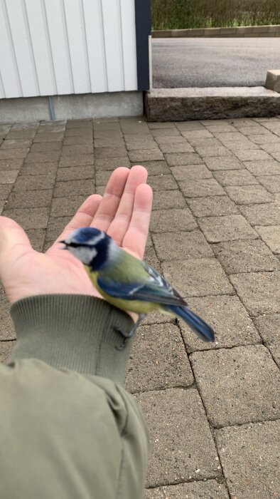 En blåmes som sitter på en person hand framför ett hus och en stenlagd gångväg.