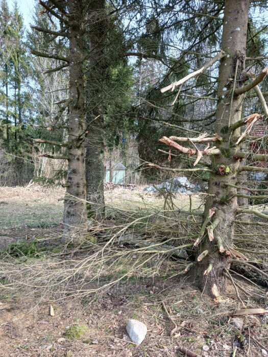 Två granar med avsågade grenar och grenrester på marken i en skogsglänta.
