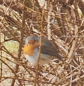 En suddig bild av en fågel med orange bröst gömd bland trädkvistar.