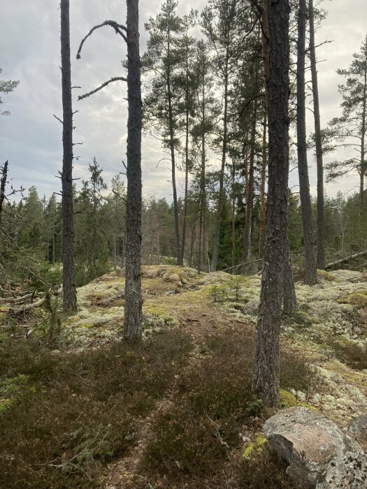 Stig genom tallskog med mossklädda stenar och markvegetation.