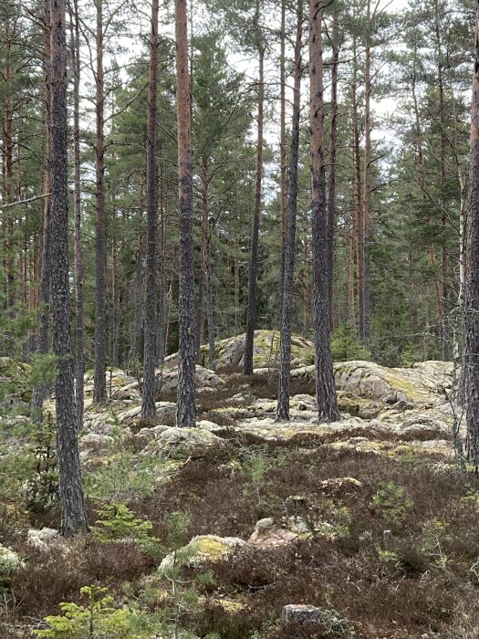 Tallskog på bergig terräng med mossa och låga växter på marken.