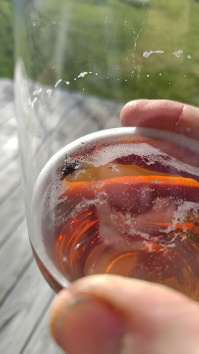Fluga i ett ölglas som hålls av en person utomhus.