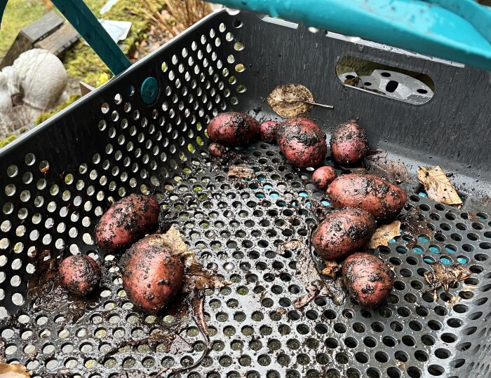 Skördad röd potatis i en svart korg med rundade hål, potatisen är jordig och det är löv runtomkring.