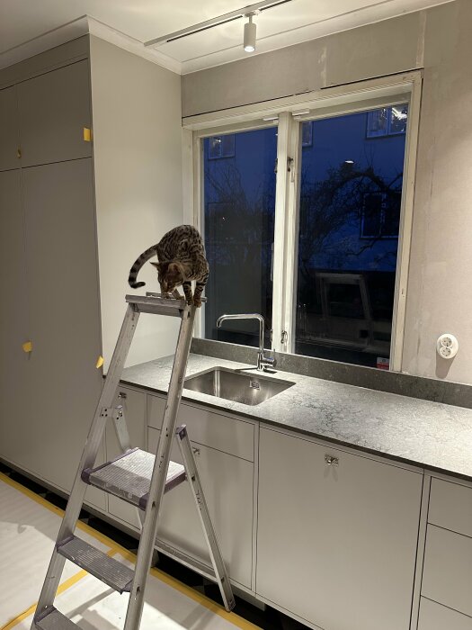 Renoverat kök med grå skåp och bänkskiva, katt på stege, ofärdig vägg med synliga gipsplattor.