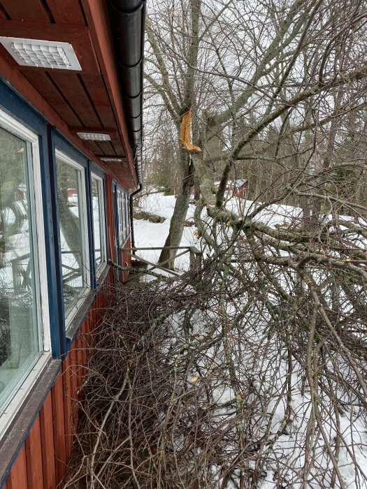 Ett rödmålat hus med vita fönster intill en nedfallen gren i snötäckt miljö, indikerar kanske stormskada.