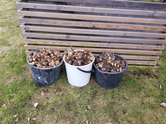 Tre hinkar fyllda med jordärtskockor bredvid en trästapel på gräsmark.