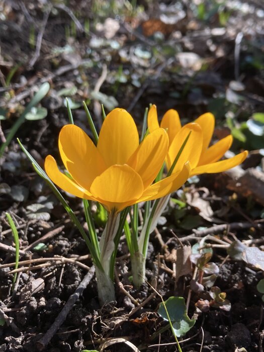 Gula krokusar i full blom mot en bakgrund av mulen jord och vissna blad.