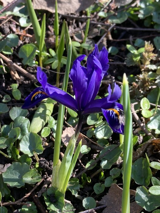 Lila våriris 'Pixie' i fokus med gröna blad och oskarpa gula krokusar i bakgrunden.