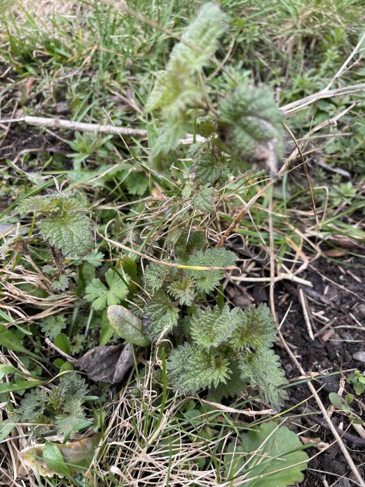 Nettles growing among other vegetation and dry grass, potential forage for homemade nettle soup.
