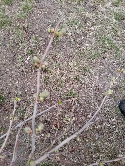 Buske med knoppar mot suddig bakgrund av vissnat gräs.