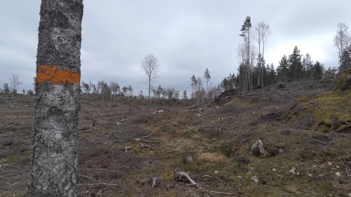 Orange markering på björkstam i förgrunden med avverkad skog och kala träd i bakgrunden på Östgötaleden.