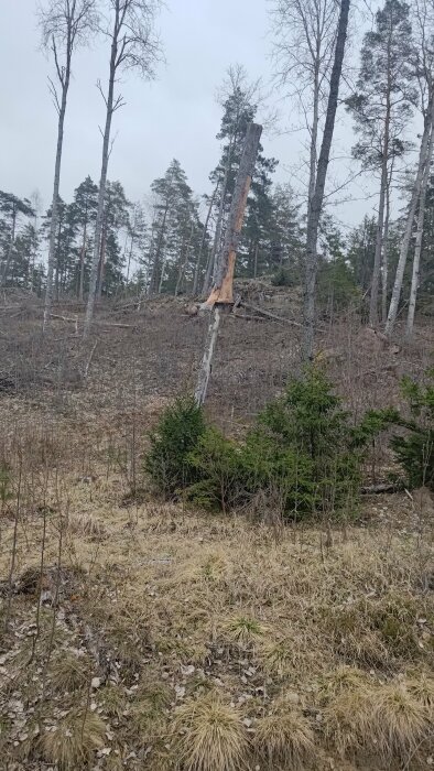 Avbruten tall står vertikalt med skog och kala grenar i bakgrunden.