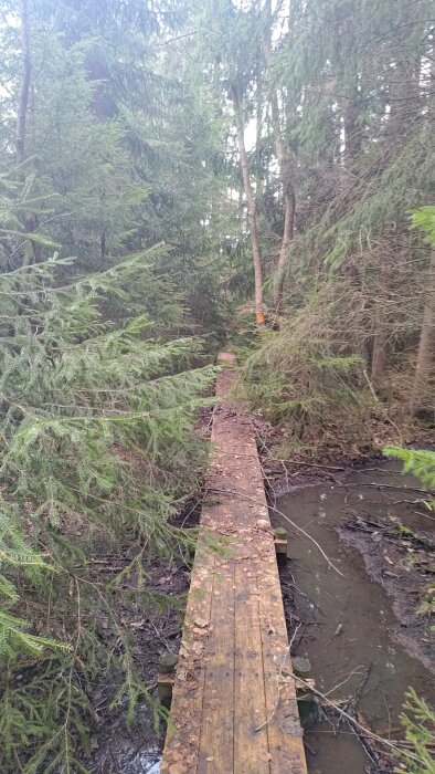 Enkel träbro över en bäck i en skoglig miljö med granar runtomkring.