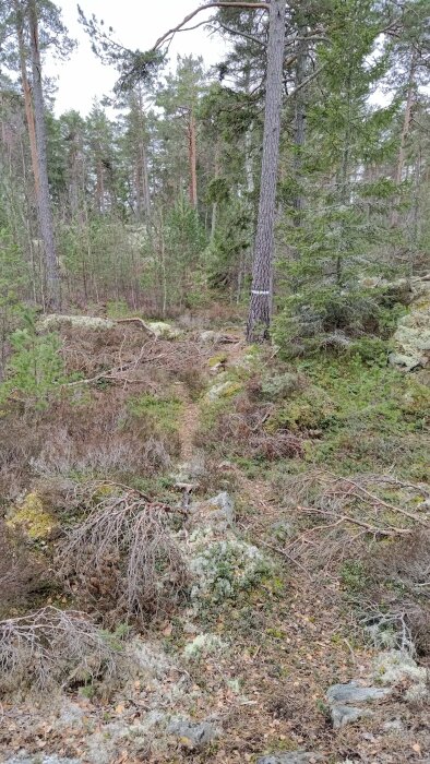 Naturskog med tallar, stenar och mossbeklädda mark i dagsljus.