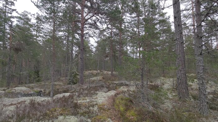 Vild skogsterräng med robusta träd och mossig mark.