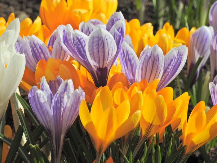 Närbild på färgglada krokusar i vitt, lila och gult som blommar i vårsolen.