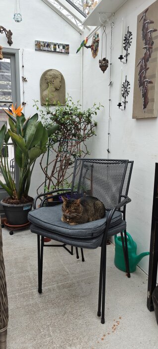 En katt som ligger bekvämt på en stol i ett växthus omgivet av gröna växter och dekorativa föremål.