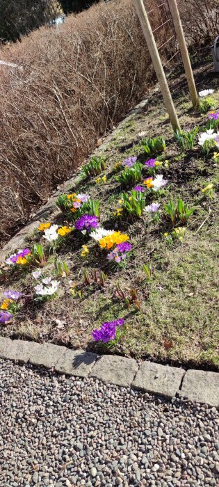 Trädgårdsrabatt med blommande krokus i olika färger, gröna knoppar och en brun häck i bakgrunden.