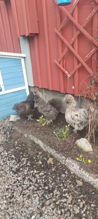 Höns som undersöker en rabatt med nyutslagna krokusar vid en röd stuga.