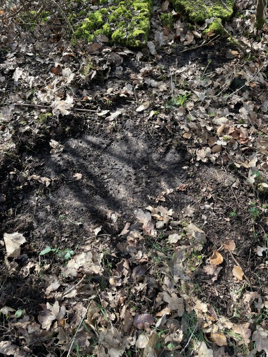 Fyrkantig betongplatta bland löv och vegetation i trädgården, möjlig rest från tidigare brunn eller trappa.