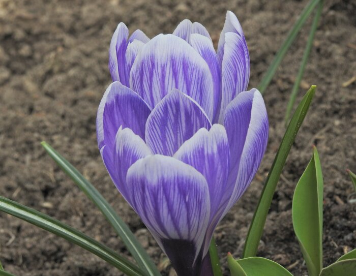 Lila och vit randig krokus vernus 'Pickwick' i blom jordbakgrund.