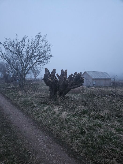 Gamla hamlat pilträd mot grå himmel, avklippta grenar syns på marken, ladugård i bakgrunden med dimma.