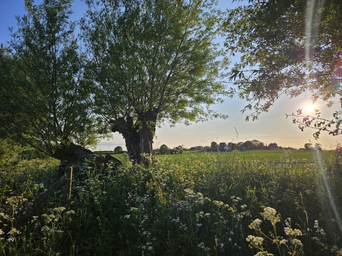 Solbelyst landskap med stora, gamla pilträd i förgrunden och ett fält i bakgrunden.