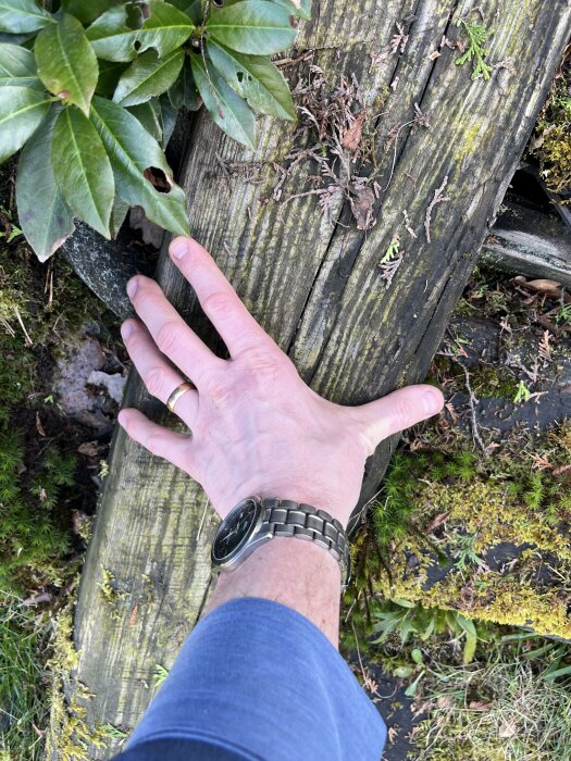En hand som vilar på en väderbiten träsliper, omgiven av gröna växter och mossa, för att visa dess tjocklek.